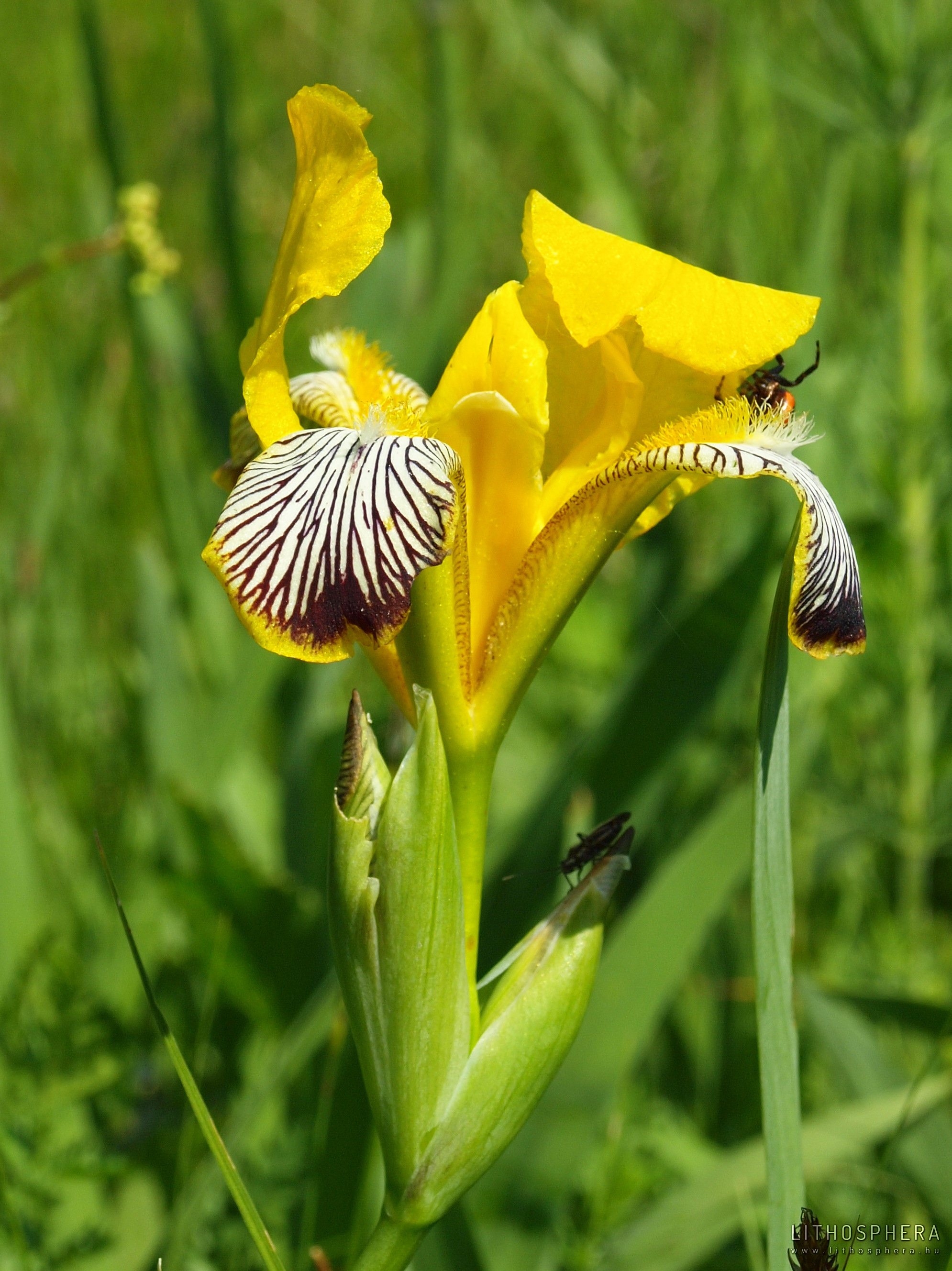 Tarka nőszirmot (Iris variegata)